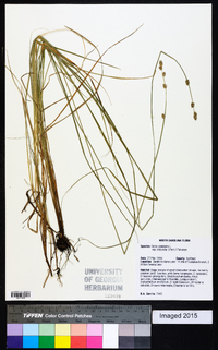 Carex canescens subsp. disjuncta image