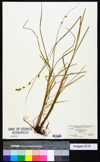 Carex canescens subsp. disjuncta image