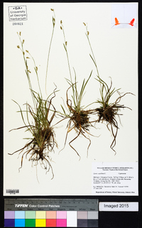 Carex capillaris image