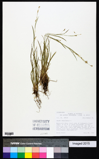 Carex capillaris image