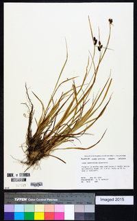 Carex caroliniana image