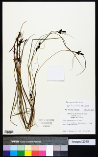 Carex complanata image