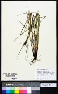 Carex caroliniana image