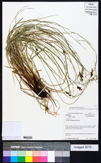 Carex caroliniana image