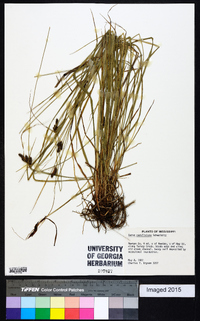 Carex caroliniana image