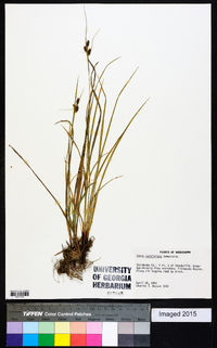 Carex caroliniana image