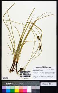 Carex caroliniana image