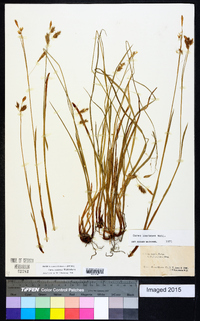 Carex castanea image