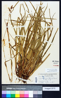 Carex castanea image