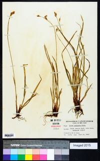 Carex castanea image