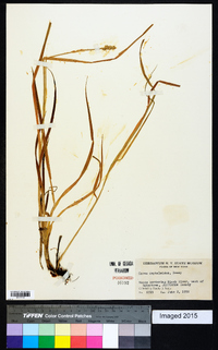 Carex cephaloidea image