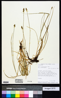 Carex cephalophora var. cephalophora image