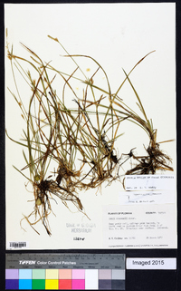 Carex chapmanii image