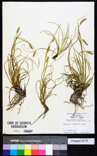 Carex cherokeensis image