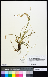 Carex cherokeensis image