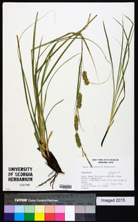 Carex cherokeensis image