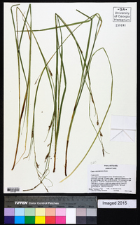 Carex cherokeensis image