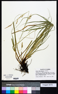 Carex cherokeensis image