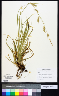 Carex cherokeensis image