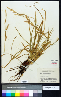 Carex cherokeensis image