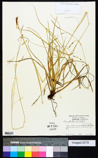 Carex cherokeensis image