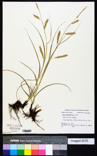 Carex cherokeensis image