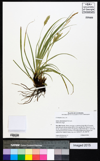 Carex cherokeensis image