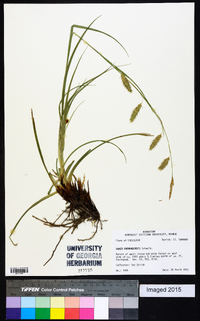 Carex cherokeensis image