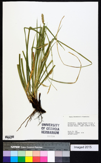 Carex cherokeensis image