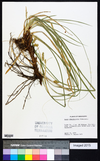 Carex cherokeensis image