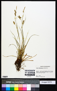 Carex cherokeensis image