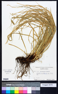 Carex cherokeensis image