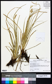 Carex cherokeensis image