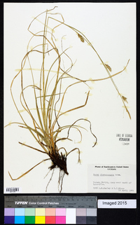 Carex cherokeensis image