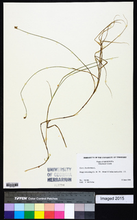 Carex chordorrhiza image