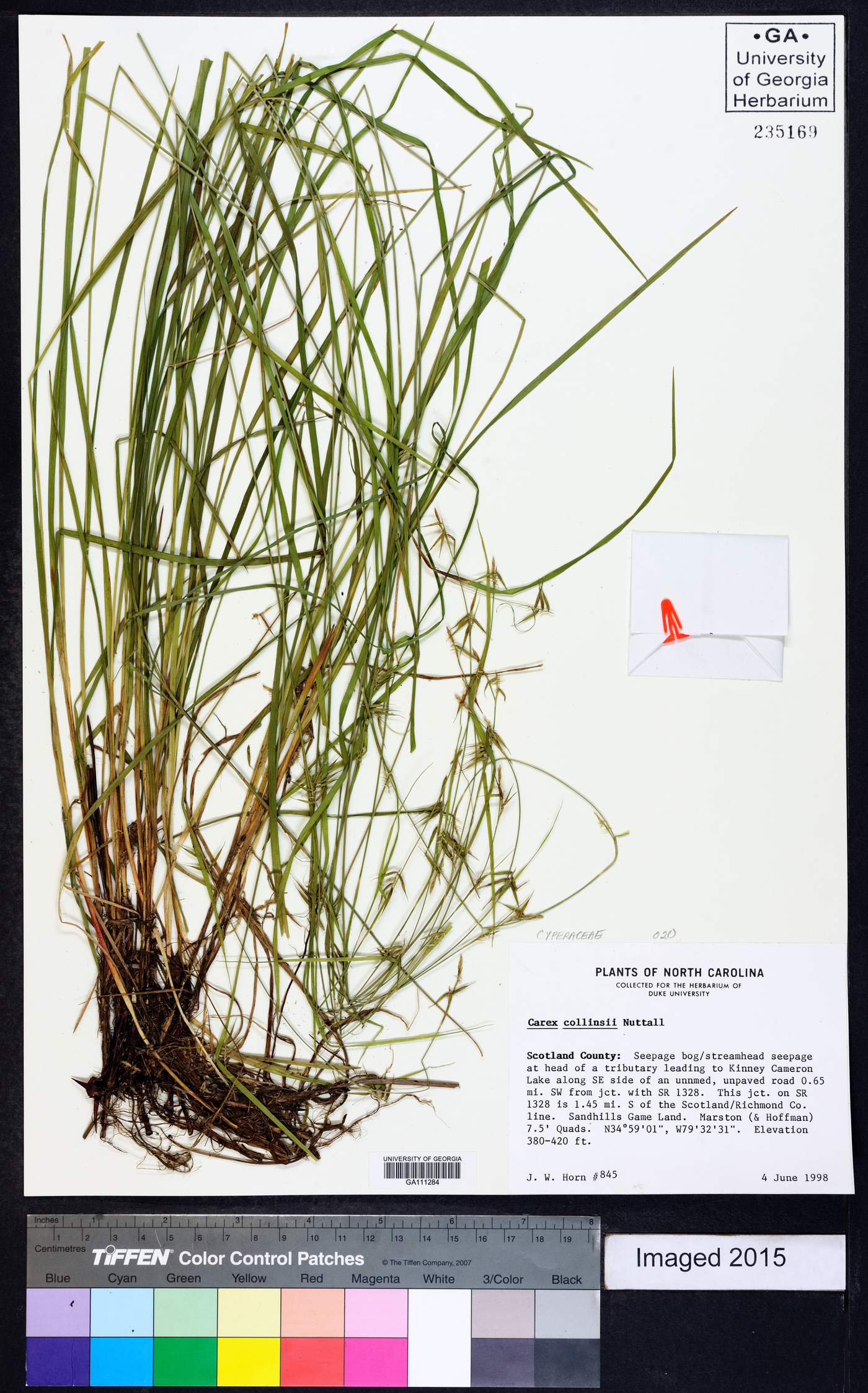 Carex collinsii image