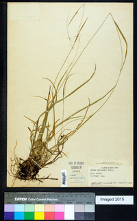 Carex collinsii image