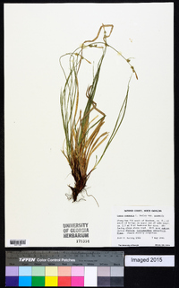 Carex communis var. communis image