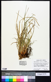 Carex communis var. communis image