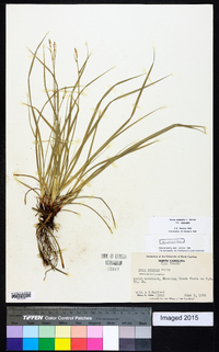 Carex communis var. communis image