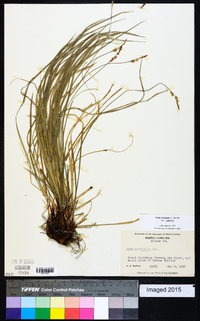 Carex communis var. communis image