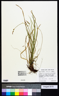 Carex communis var. communis image