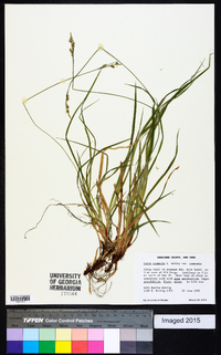 Carex communis var. communis image