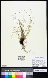 Carex communis var. communis image