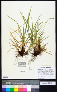 Carex communis var. communis image