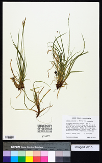 Carex communis var. communis image