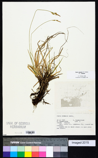 Carex communis var. communis image