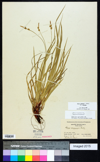 Carex communis var. communis image