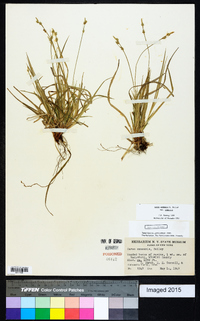 Carex communis var. communis image