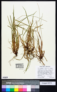 Carex communis var. communis image